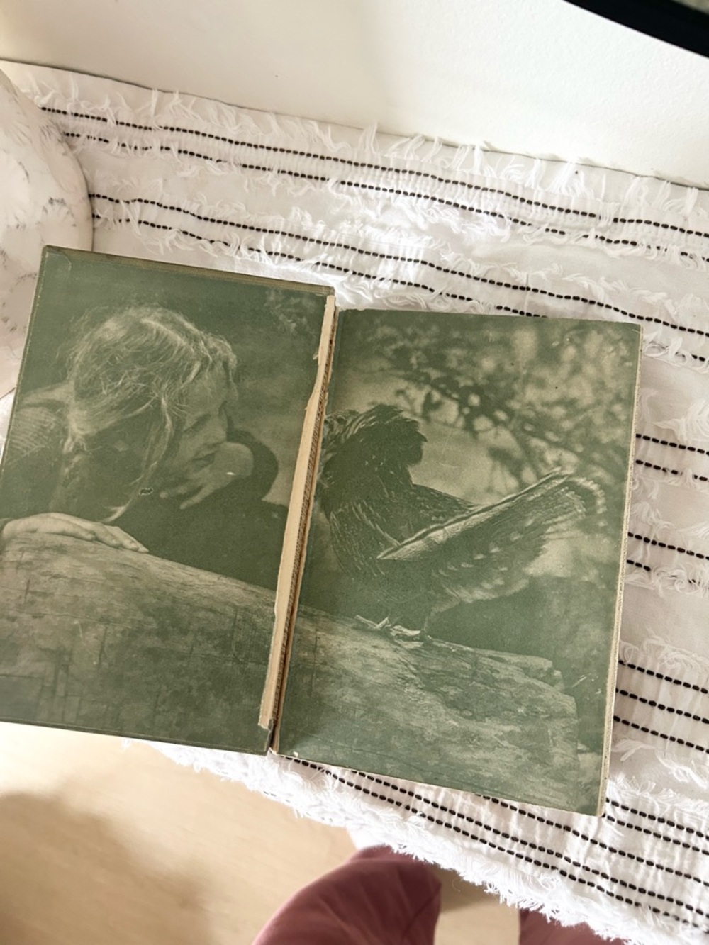 Antique 1907 “Birds Every Child Should Know” Neltje Blanchan Hardcover Book - Picture 4 of 10